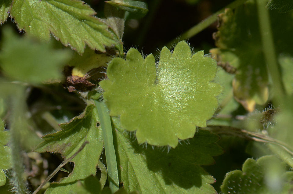 Saxifraga rotundifolia / Saxifraga a foglie rotonde